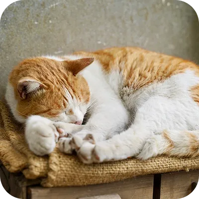 写真:猫が寝ています。